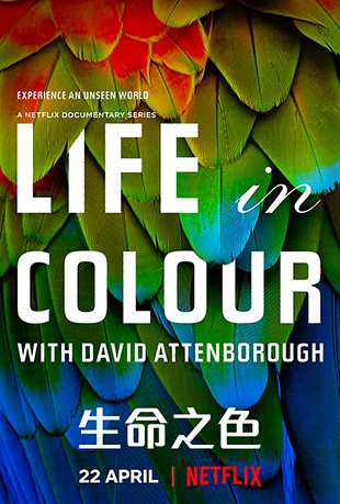 ֮ɫ - Life In Colour